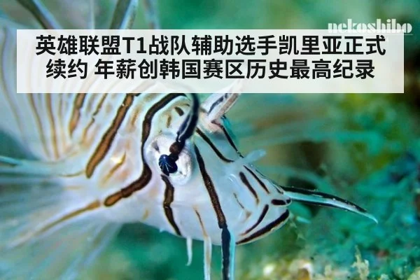 英雄联盟T1战队辅助选手凯里亚正式续约 年薪创韩国赛区历史最高纪录